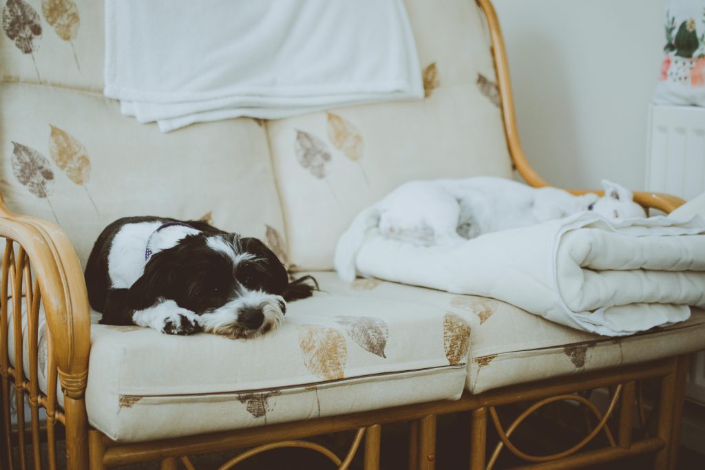 How To Take a Pet Away From a Dementia Patient
