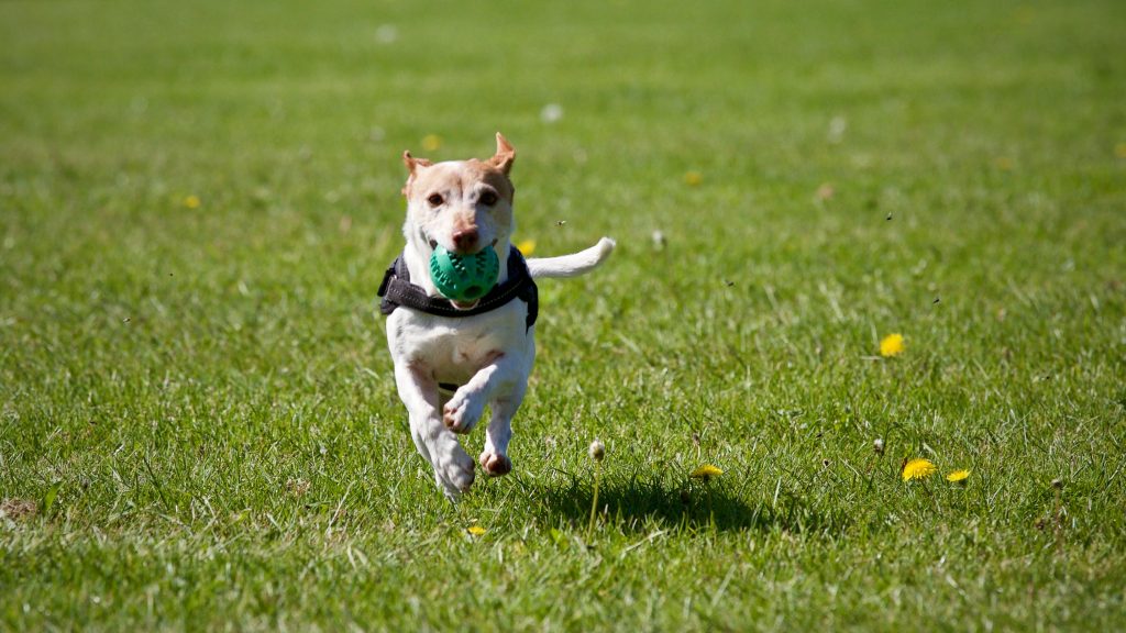 How To Take a Pet Away From a Dementia Patient