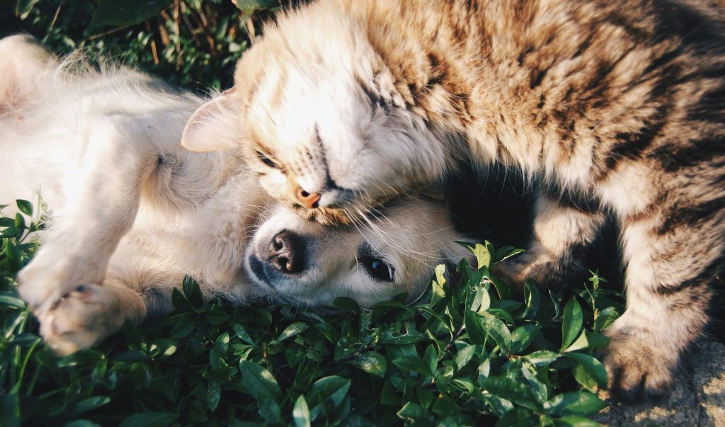 How To Take a Pet Away From a Dementia Patient